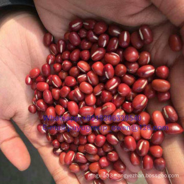 Food Grade2017 New Crop Azuki Bean